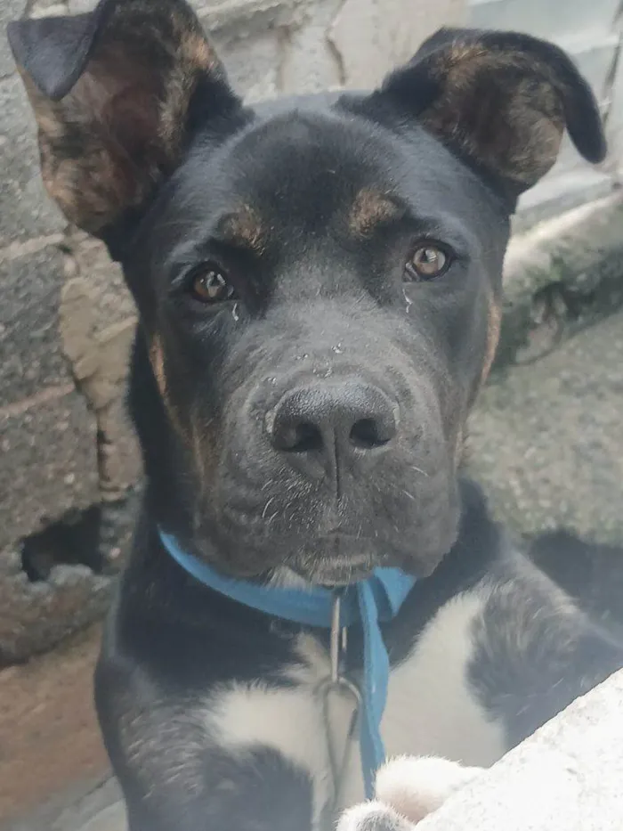 Cachorro ra a SRD-ViraLata idade 2 a 6 meses nome Falar com Caroline - Whats 11 91018-1682