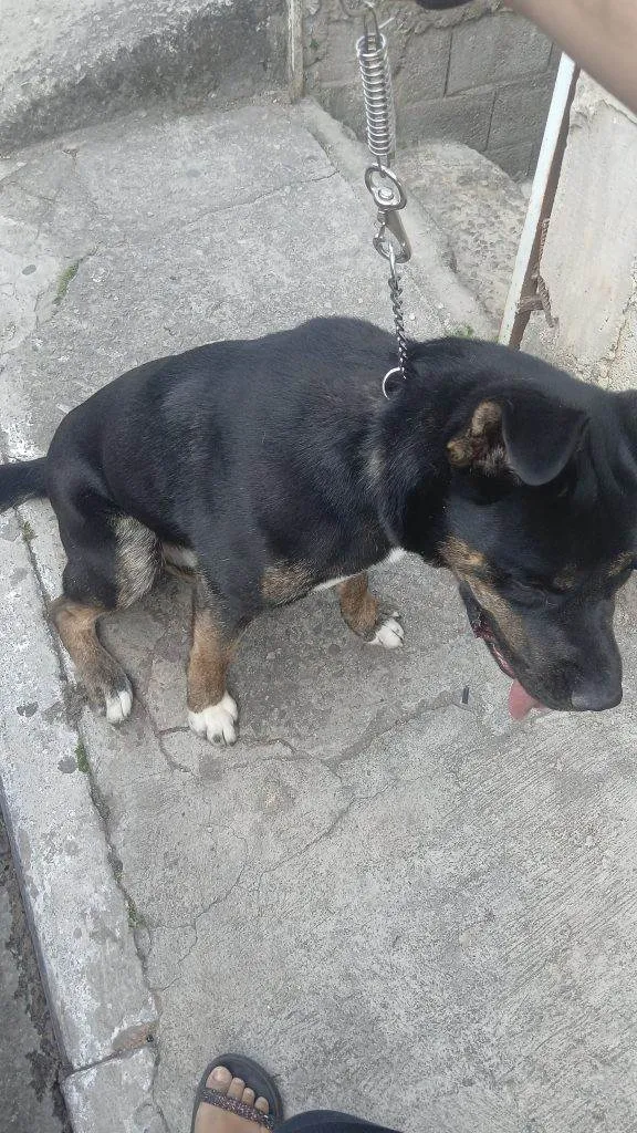 Cachorro ra a SRD-ViraLata idade 2 a 6 meses nome Falar com Caroline - Whats 11 91018-1682