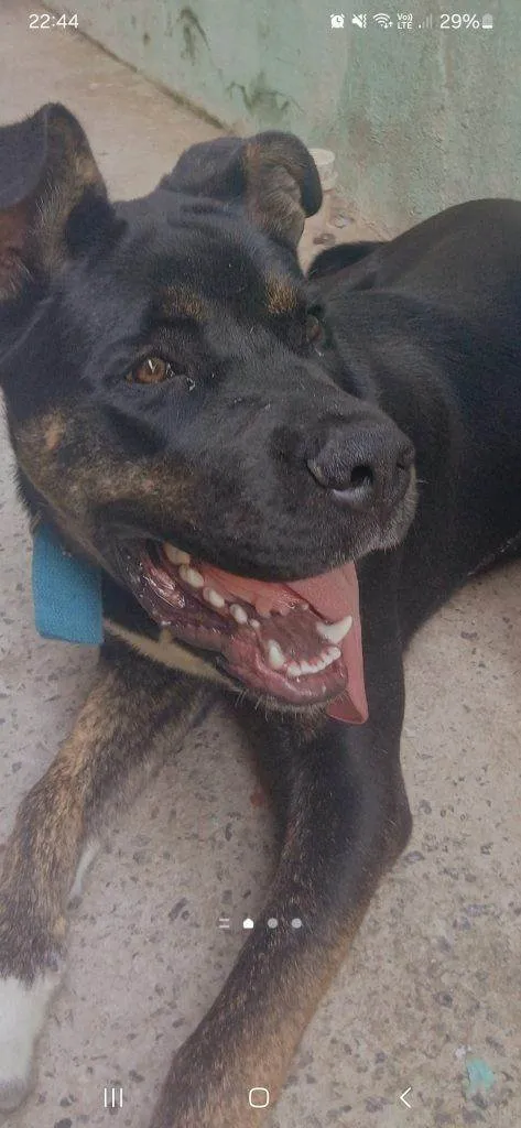 Cachorro ra a SRD-ViraLata idade 2 a 6 meses nome Falar com Caroline - Whats 11 91018-1682