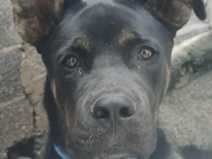 Cachorro raça SRD-ViraLata idade 2 a 6 meses nome Falar com Caroline - Whats 11 91018-1682