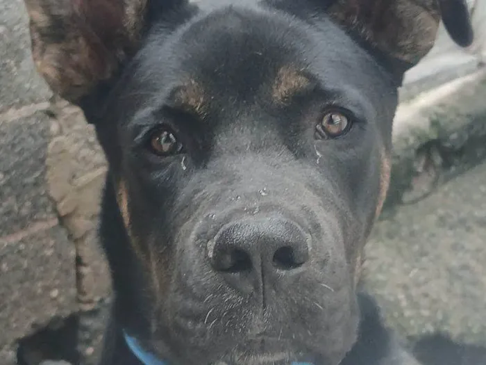 Cachorro ra a SRD-ViraLata idade 2 a 6 meses nome Falar com Caroline - Whats 11 91018-1682
