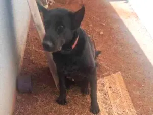 Cachorro raça SRD-ViraLata idade 3 anos nome Cão 