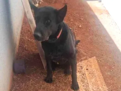 Cachorro raça SRD-ViraLata idade 3 anos nome Cão 