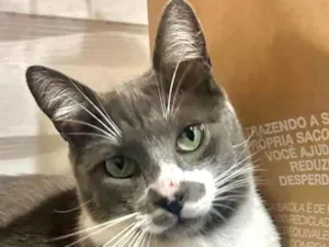 Gato raça SRD-ViraLata idade 1 ano nome Coração 