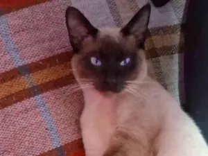 Gato raça Siamês idade 2 a 6 meses nome Dhosch 