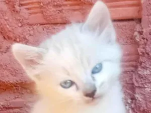 Gato raça SRD-ViraLata idade 2 a 6 meses nome Floquinho 