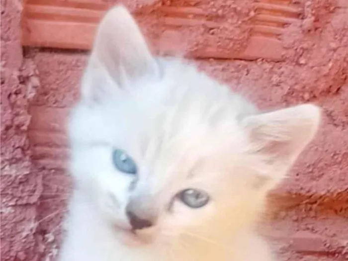 Gato ra a SRD-ViraLata idade 2 a 6 meses nome Floquinho 