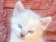 Floquinho