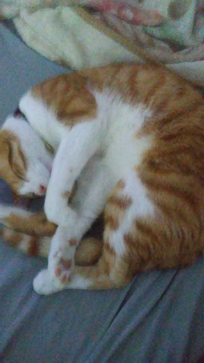Gato ra a Angorá idade 2 a 6 meses nome Falar com Michele - Whats 11 98161-1602