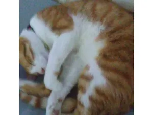 Gato raça Angorá idade 2 a 6 meses nome Falar com Michele - Whats 11 98161-1602