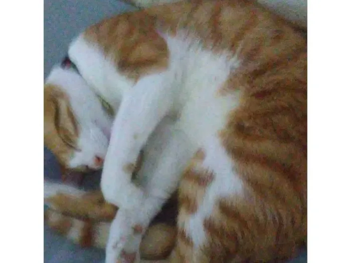 Gato ra a Angorá idade 2 a 6 meses nome Falar com Michele - Whats 11 98161-1602
