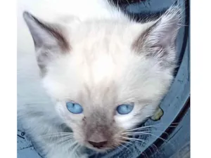 Gato raça Siamês idade 2 a 6 meses nome Nino 