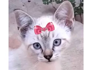 Gato raça SRD-ViraLata idade 2 a 6 meses nome Belinha 