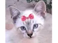 Belinha
