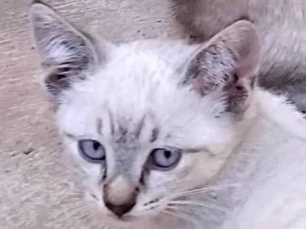 Gato ra a SRD-ViraLata idade 2 a 6 meses nome Bruno 