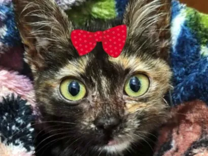 Gato raça SRD-ViraLata idade 2 a 6 meses nome Cindy 