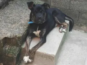 Cachorro raça SRD-ViraLata idade 2 a 6 meses nome Falar com Caroline - Whats 11 91018-1682
