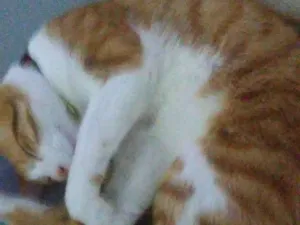 Gato raça Angorá idade 2 a 6 meses nome Falar com Michele - Whats 11 98161-1602