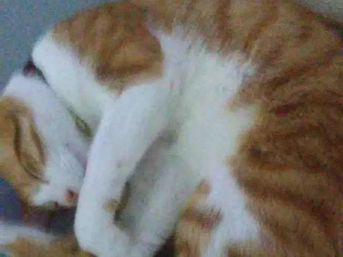 Gato ra a Angorá idade 2 a 6 meses nome Falar com Michele - Whats 11 98161-1602