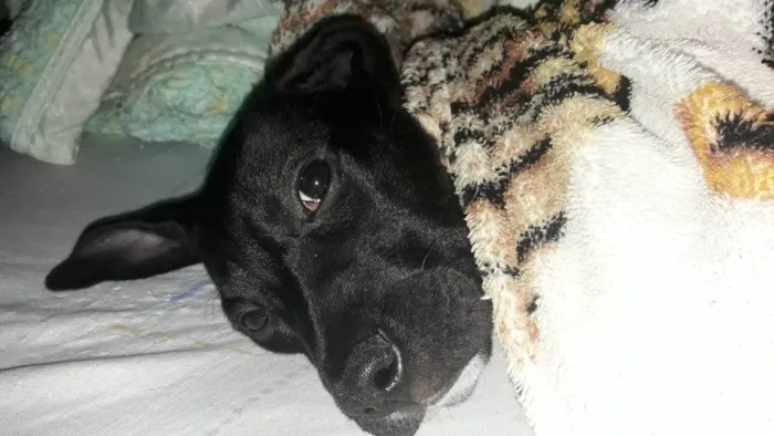 Cachorro ra a SRD-ViraLata idade 2 a 6 meses nome Falar com Janaina - Whats 11 98624-8550