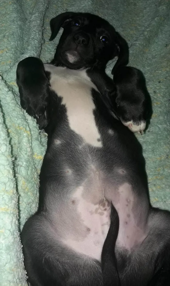 Cachorro ra a SRD-ViraLata idade 2 a 6 meses nome Falar com Janaina - Whats 11 98624-8550