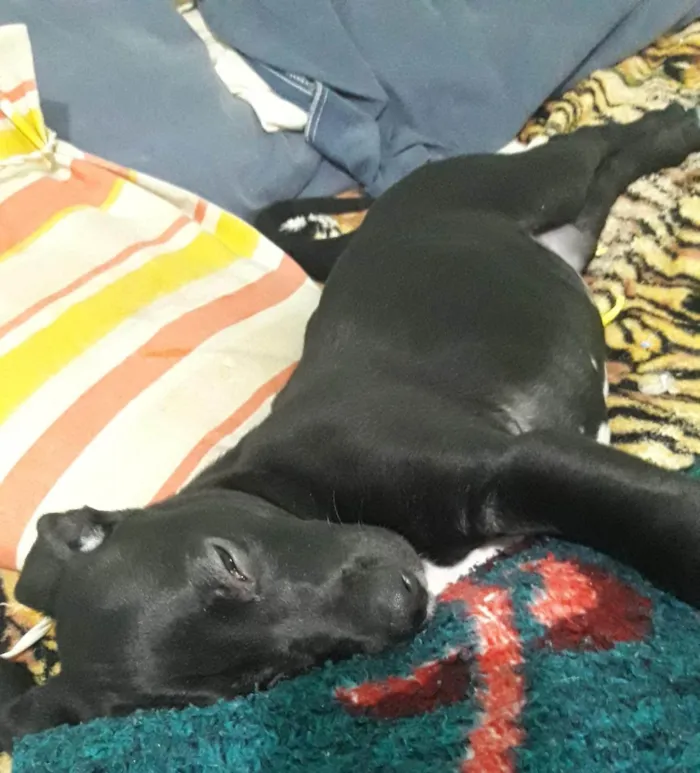 Cachorro ra a SRD-ViraLata idade 2 a 6 meses nome Falar com Janaina - Whats 11 98624-8550