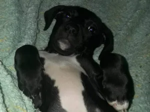 Cachorro raça SRD-ViraLata idade 2 a 6 meses nome Falar com Janaina - Whats 11 98624-8550