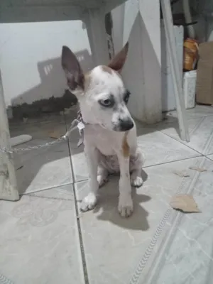 Cachorro raça SRD-ViraLata idade 2 a 6 meses nome Zelda 