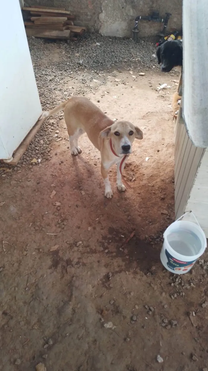 Cachorro ra a SRD-ViraLata idade 7 a 11 meses nome Kiara
