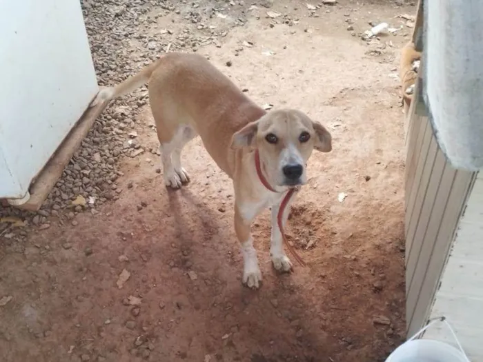 Cachorro ra a SRD-ViraLata idade 7 a 11 meses nome Kiara