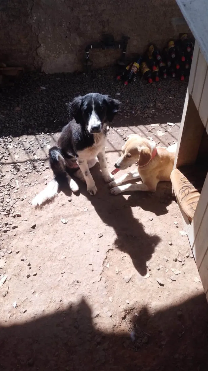 Cachorro ra a SRD-ViraLata idade 7 a 11 meses nome Preta