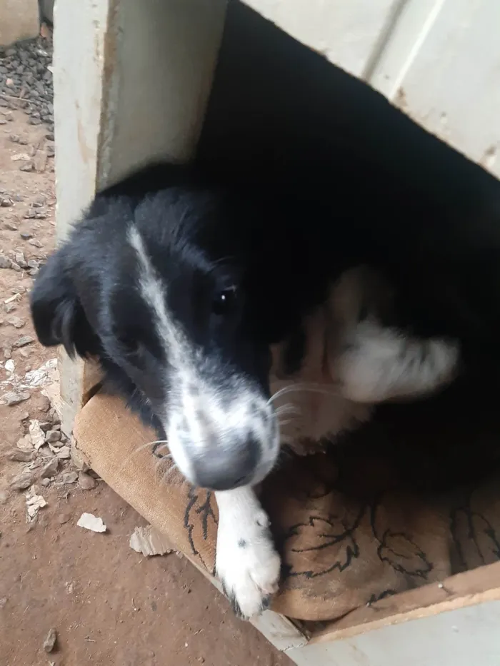 Cachorro ra a SRD-ViraLata idade 7 a 11 meses nome Preta