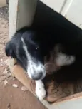 Preta