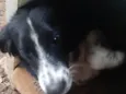 Preta