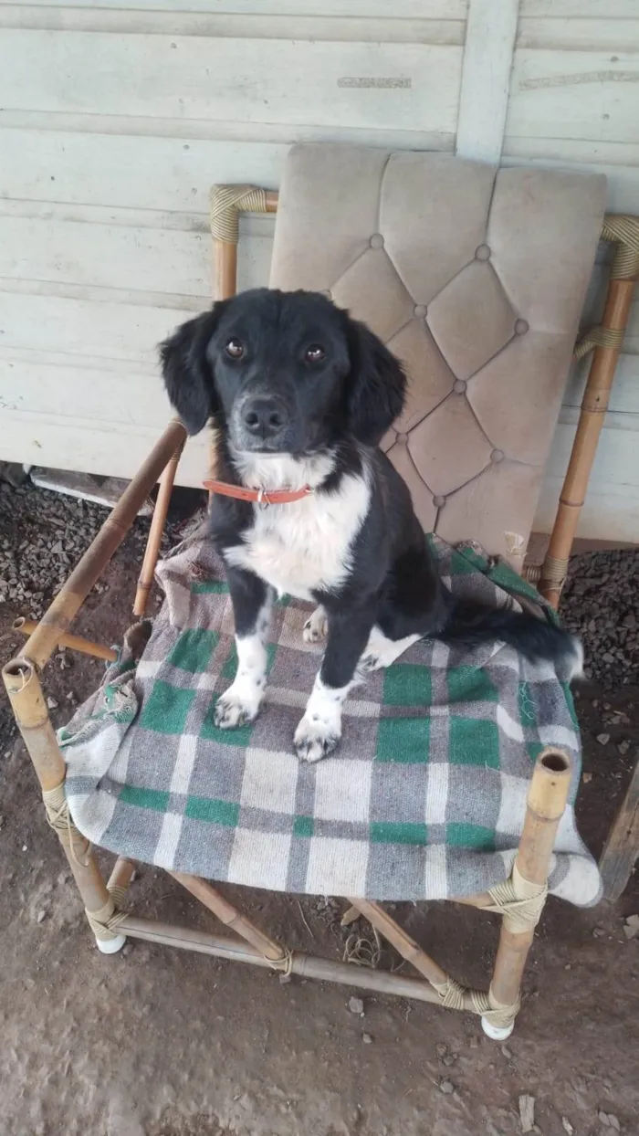 Cachorro ra a SRD-ViraLata idade 7 a 11 meses nome Pantera 