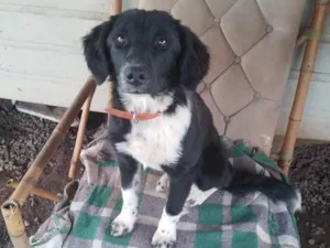 Cachorro raça SRD-ViraLata idade 7 a 11 meses nome Pantera 