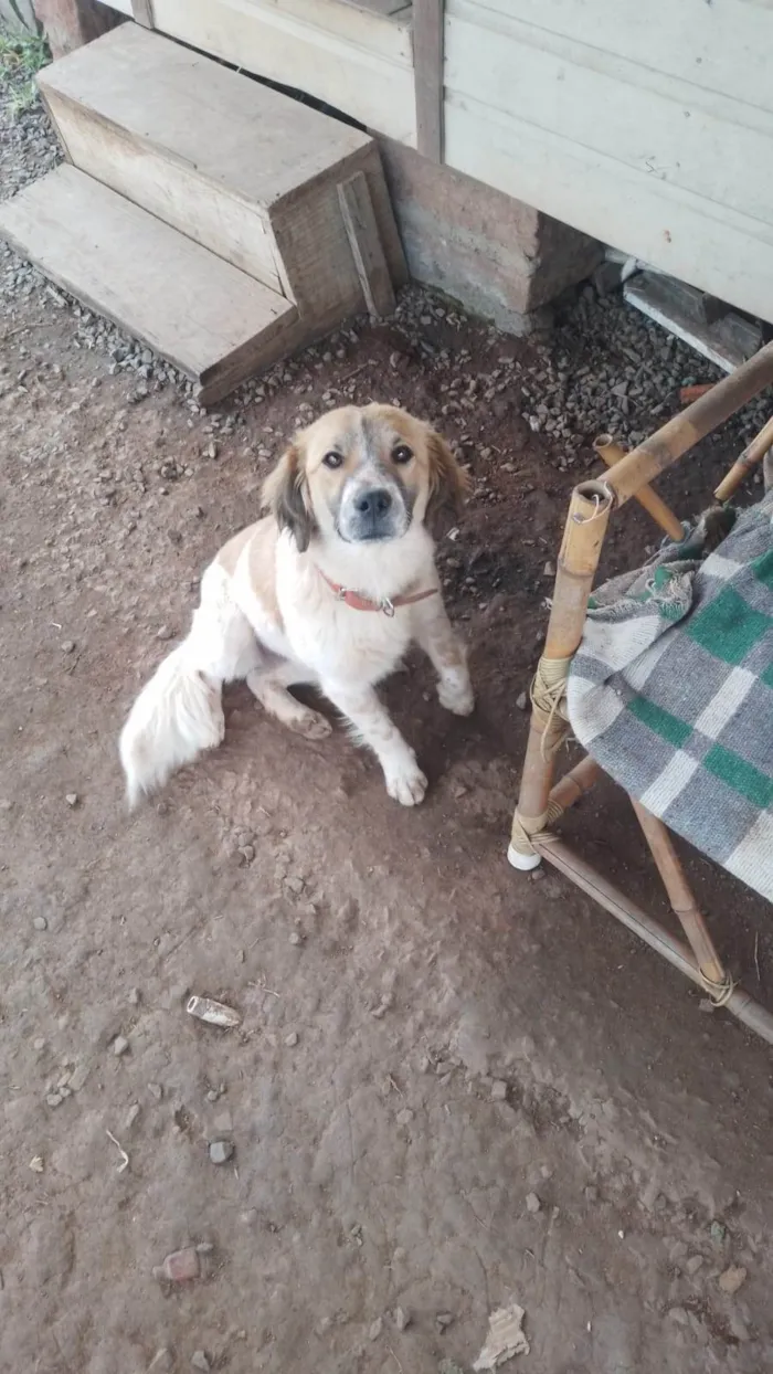 Cachorro ra a SRD-ViraLata idade 7 a 11 meses nome Mimosa 