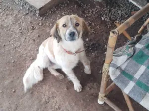 Cachorro raça SRD-ViraLata idade 7 a 11 meses nome Mimosa 