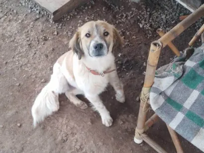 Cachorro raça SRD-ViraLata idade 7 a 11 meses nome Mimosa 