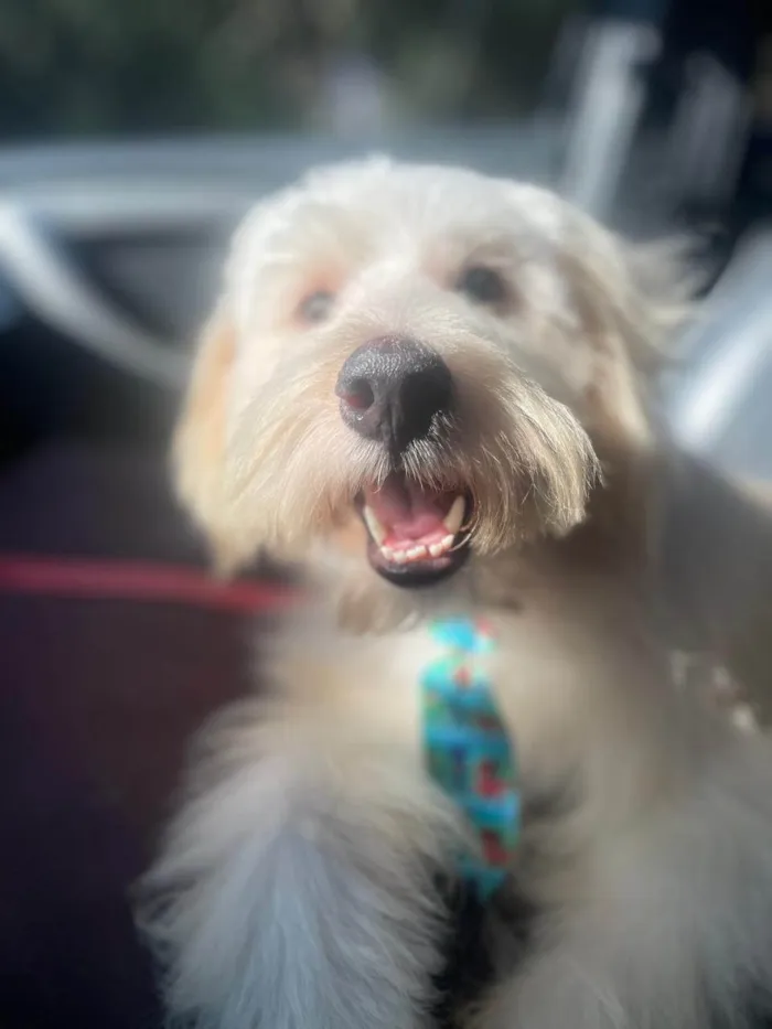 Cachorro ra a SRD-ViraLata idade 2 anos nome Algodão Doce 