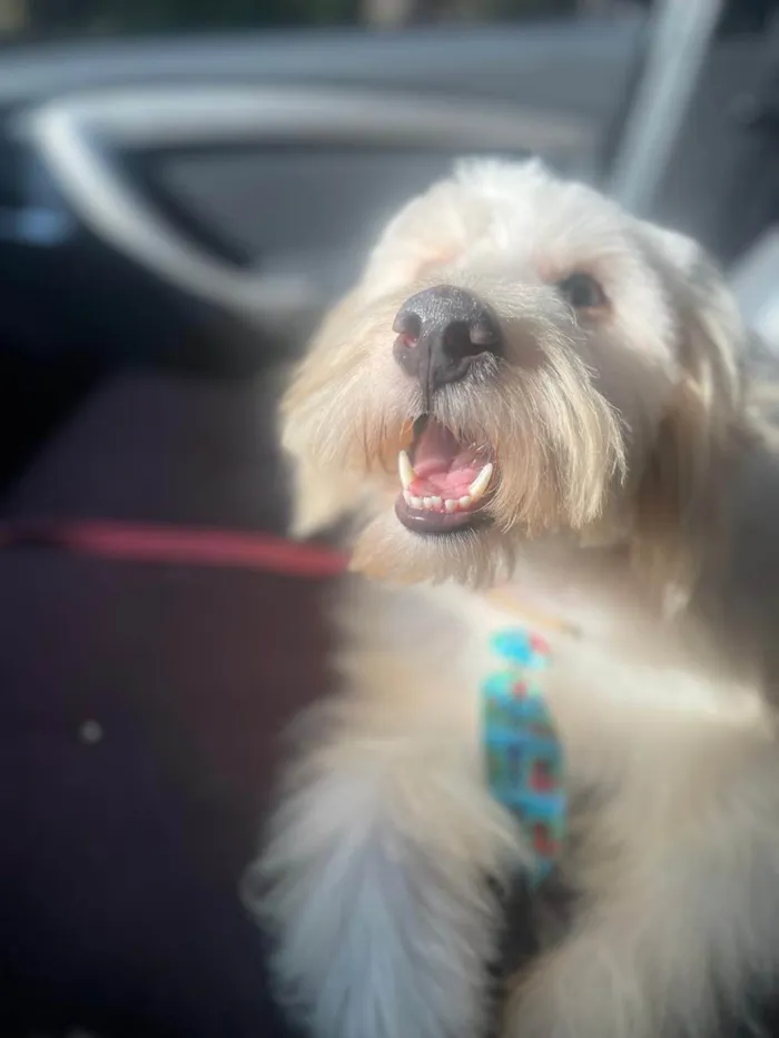Cachorro ra a SRD-ViraLata idade 2 anos nome Algodão Doce 