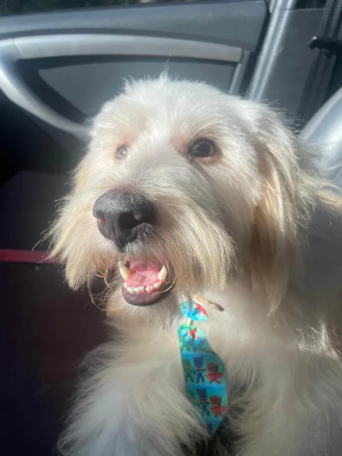 Cachorro ra a SRD-ViraLata idade 2 anos nome Algodão Doce 