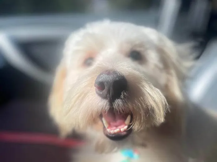 Cachorro ra a SRD-ViraLata idade 2 anos nome Algodão Doce 