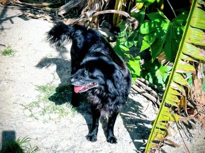 Cachorro ra a SRD-ViraLata idade 6 ou mais anos nome Brad