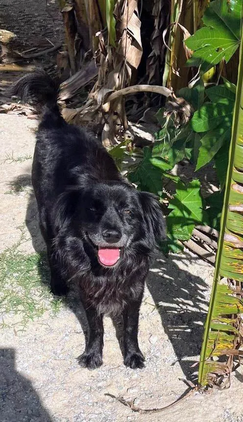 Cachorro ra a SRD-ViraLata idade 6 ou mais anos nome Brad