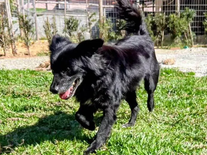 Cachorro ra a SRD-ViraLata idade 6 ou mais anos nome Brad
