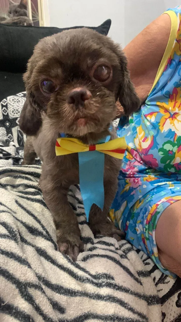 Cachorro ra a Poodle idade 5 anos nome Toddy