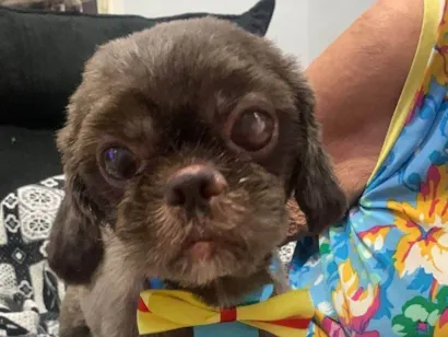 Cachorro raça Poodle idade 5 anos nome Toddy
