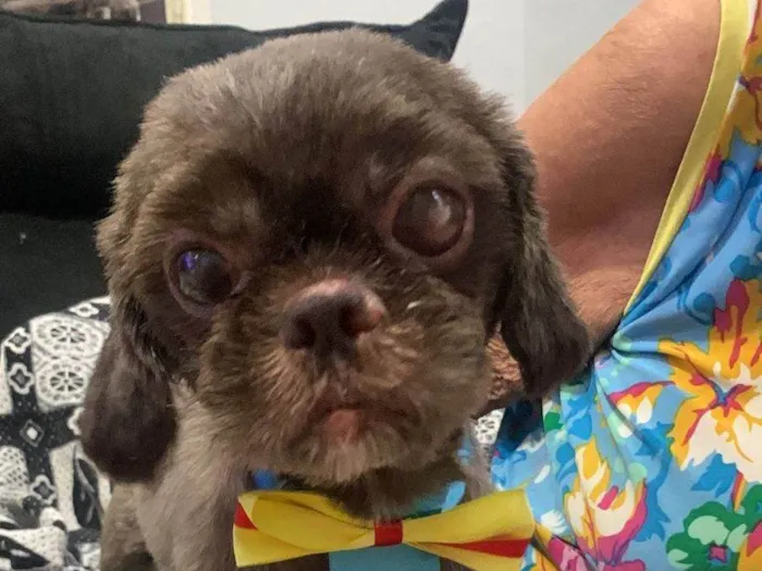Cachorro ra a Poodle idade 5 anos nome Toddy