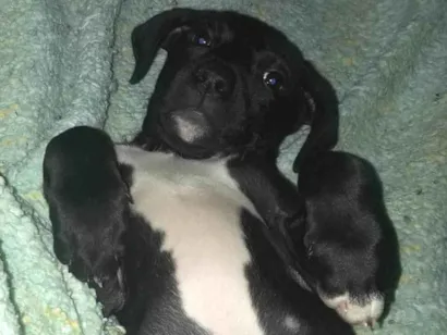 Cachorro raça SRD-ViraLata idade 2 a 6 meses nome Falar com Janaina - Whats 11 98624-8550